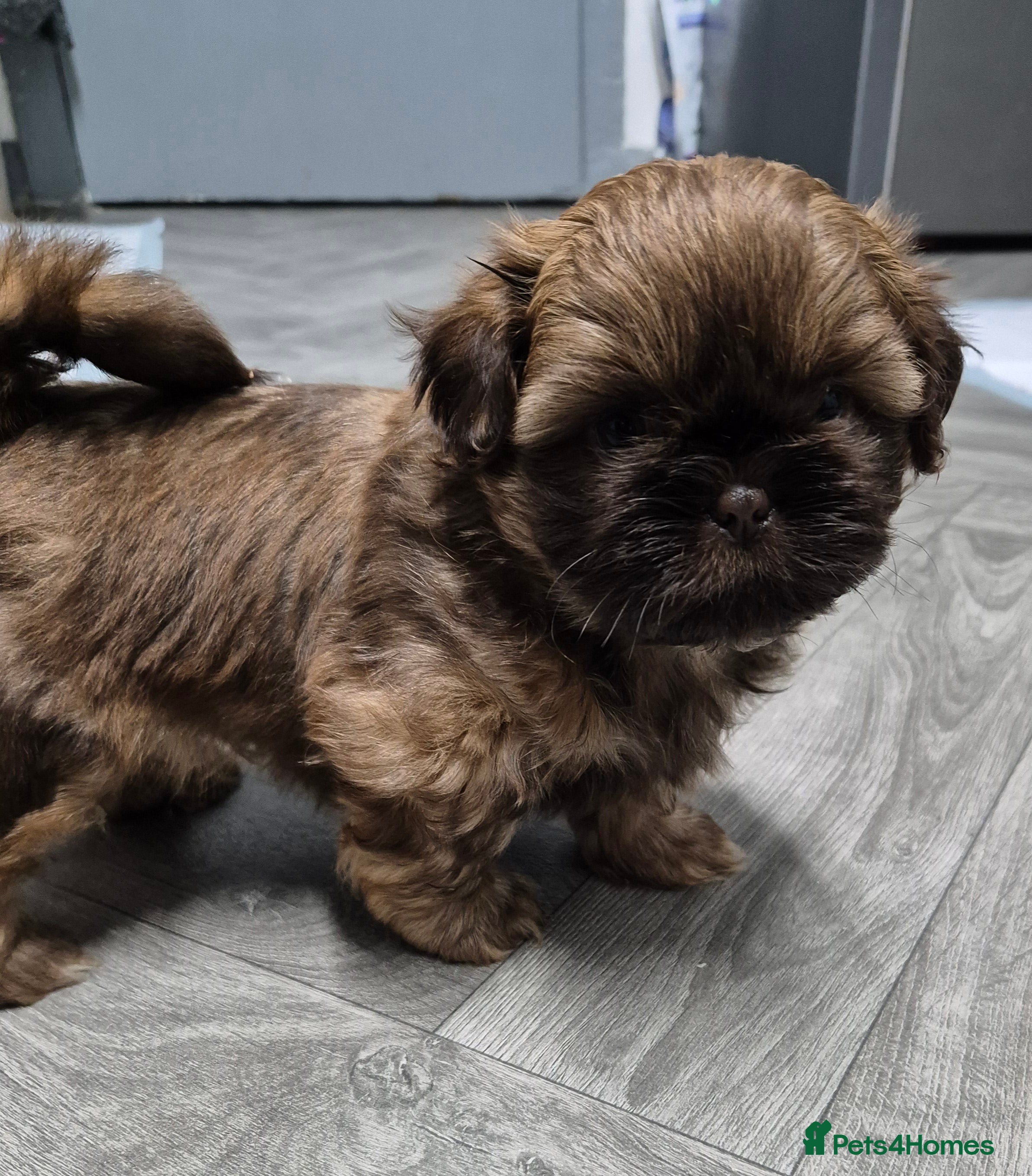 Shih Tzu dogs 8 ShihTzu Puppies for new homes - Advert 3