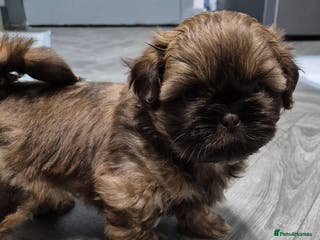 Shih Tzu dogs 8 ShihTzu Puppies for new homes - Advert 14