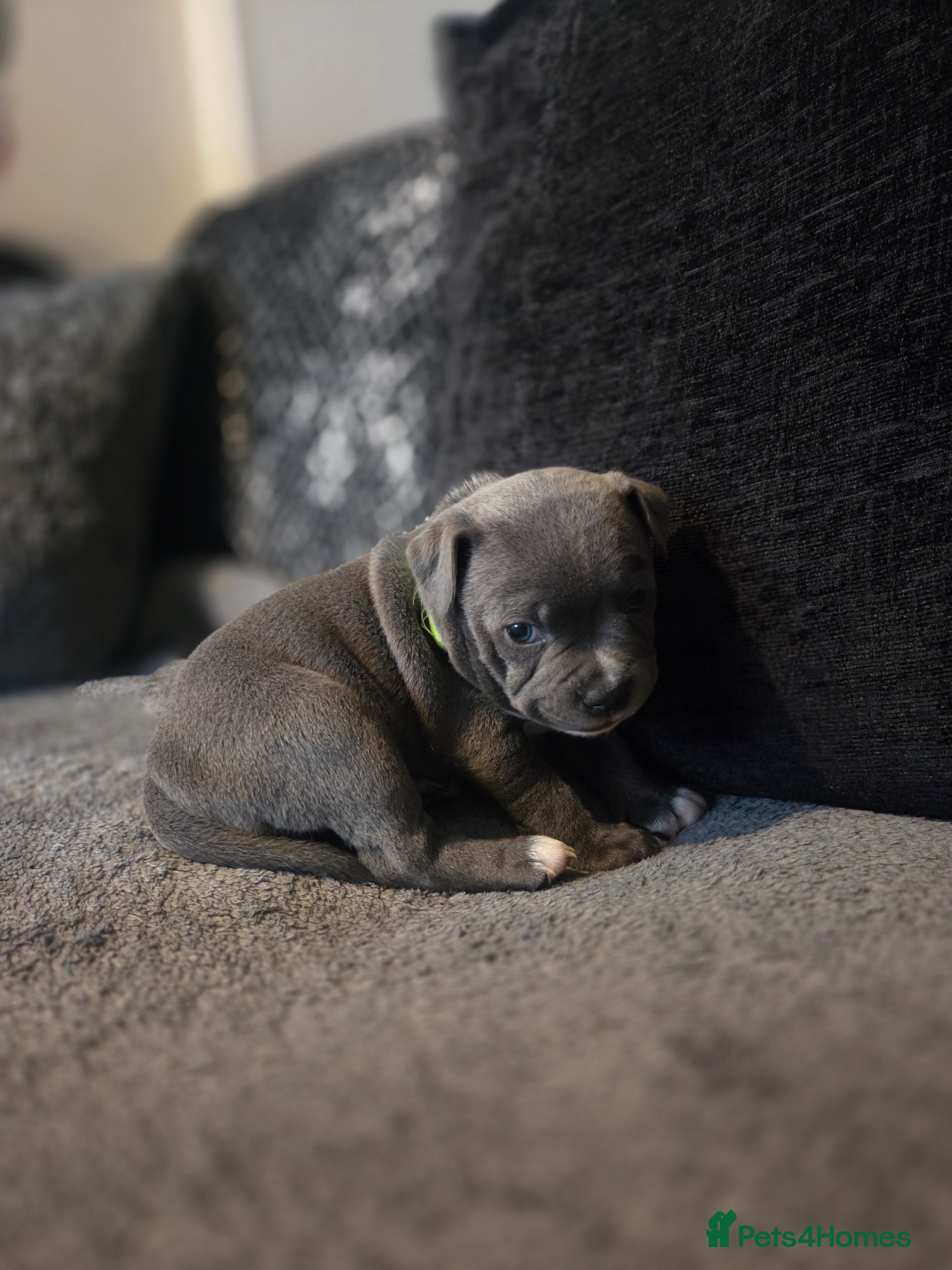 Staffordshire Bull Terrier dogs Blue staffie puppies 🐶  - Advert 18