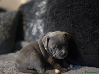 Staffordshire Bull Terrier dogs Blue staffie puppies 🐶 - Advert 18
