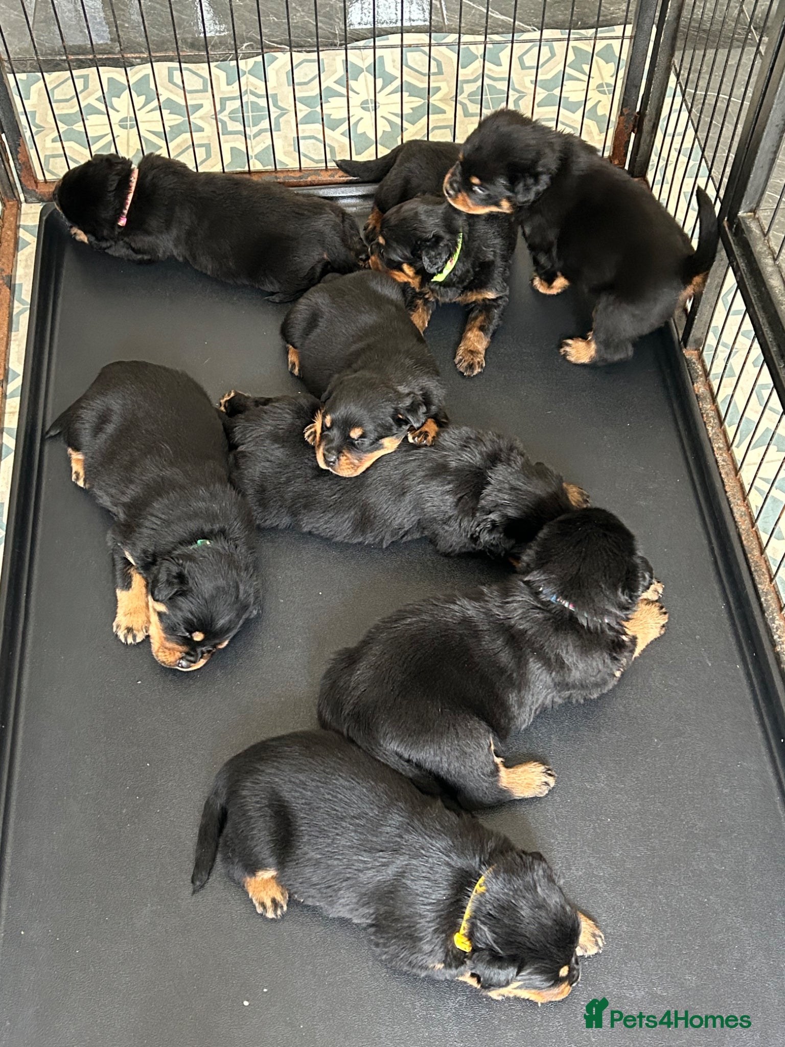 Rottweiler dogs KC Registered Champion Bloodline Rottwiler Puppies - Advert 2