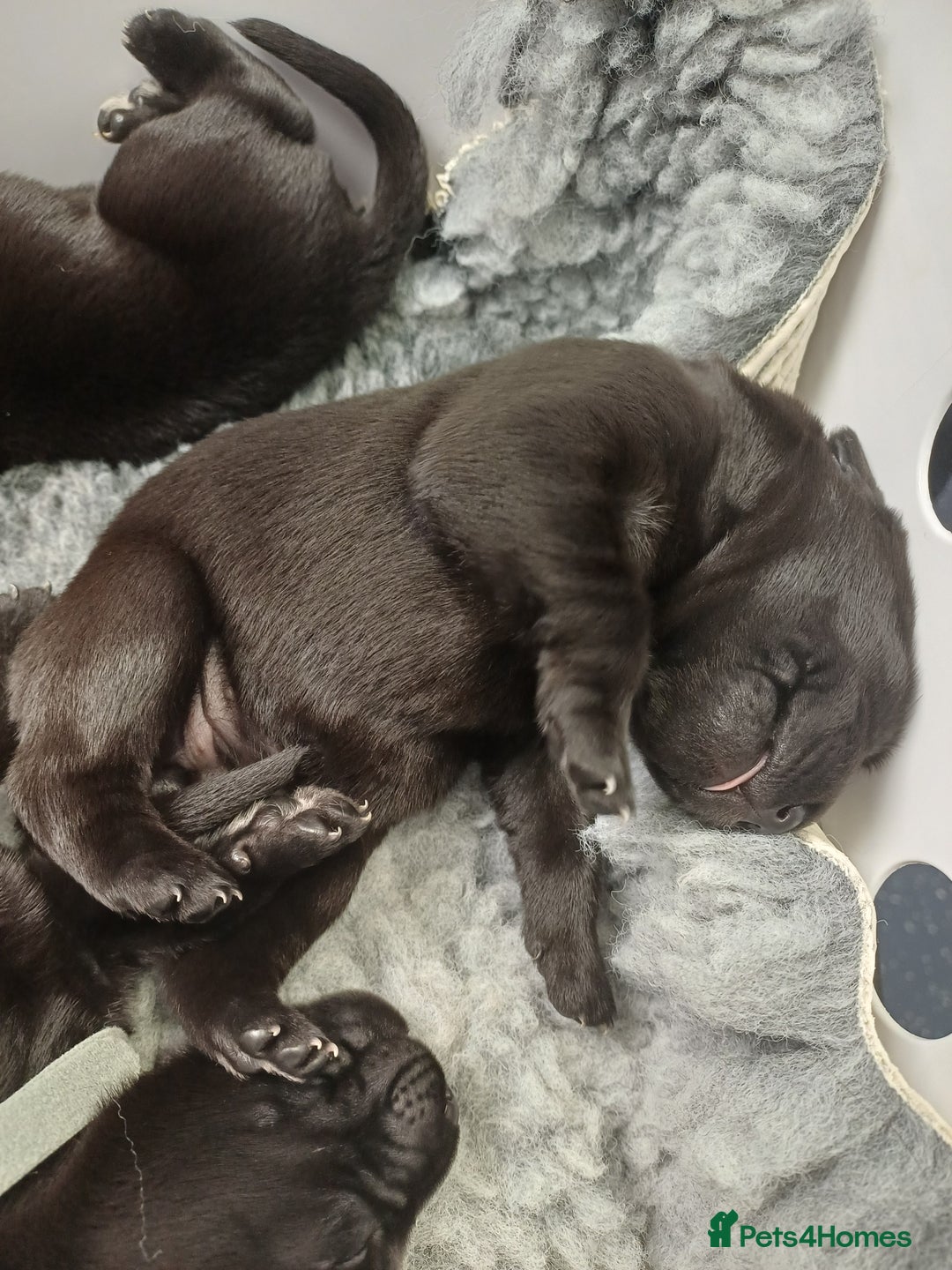 Labrador Retriever dogs for sale: KC registered black lab puppies - Image 5