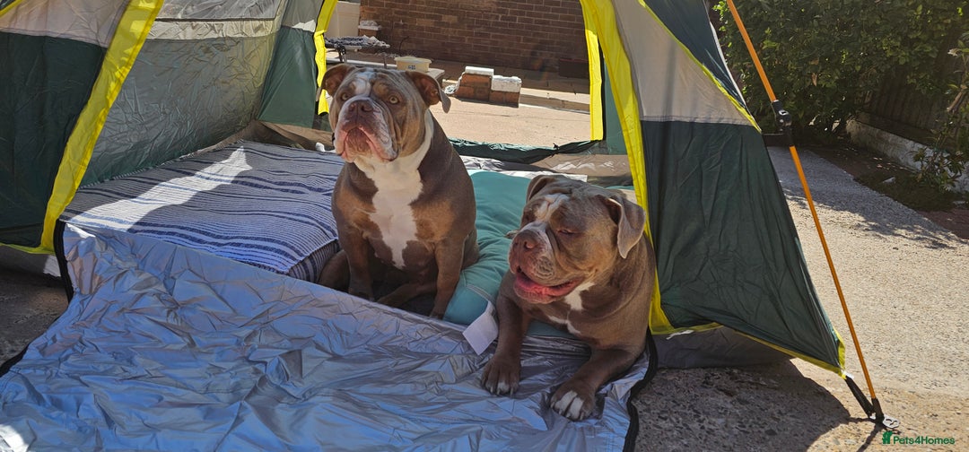 sisters from the same litter, bonded for sale in