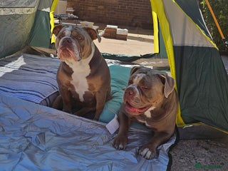 Mixed Breed dogs - Advert 3