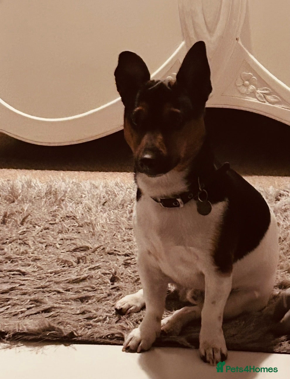 Jack Russell dogs for sale: Handsome Jack Russell boy  - Advert 7