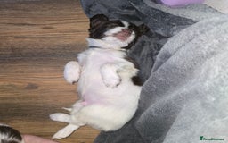English Springer Spaniel dogs for sale: Stunning Pedigree Registered Pups - Image 33