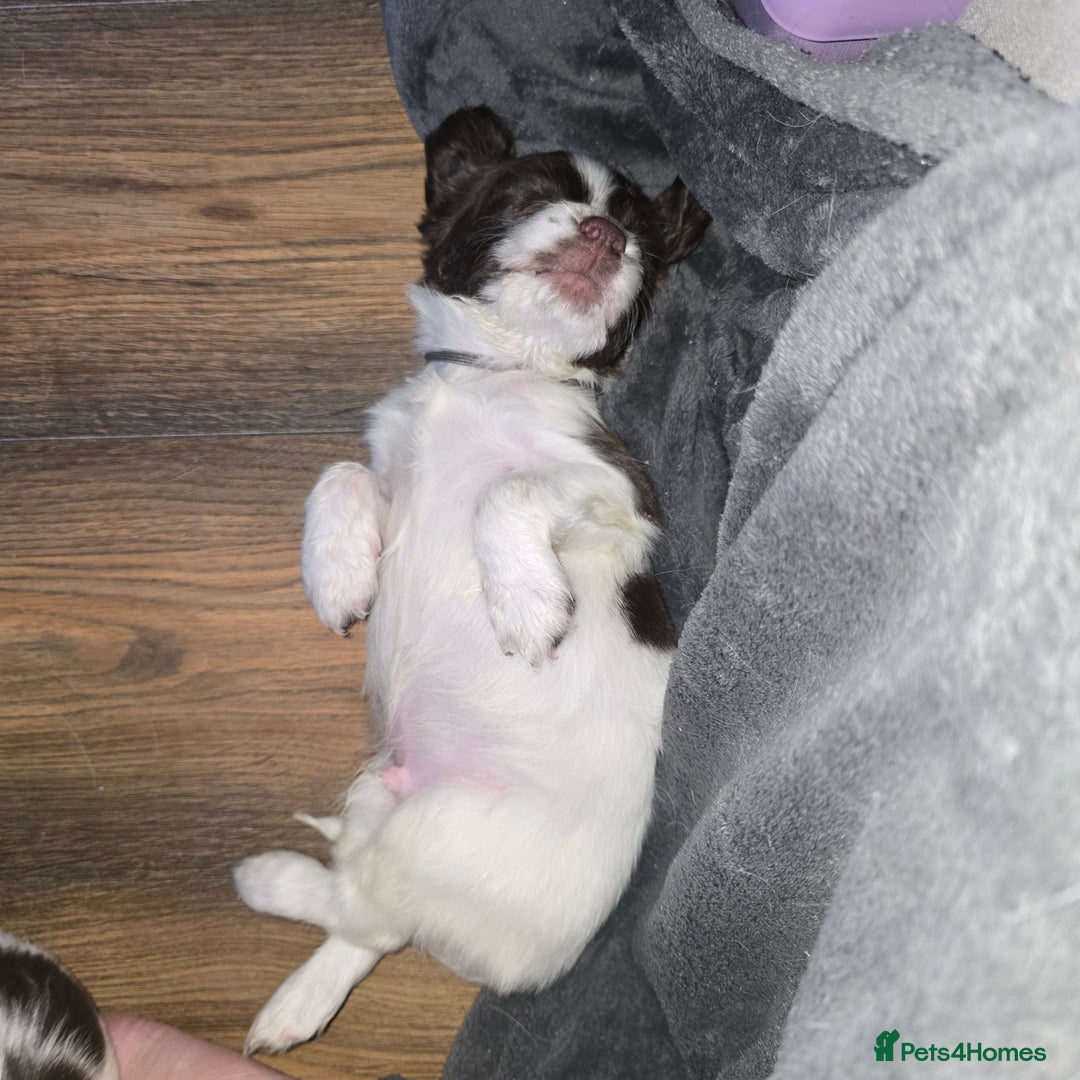 English Springer Spaniel dogs for sale: Stunning Pedigree Registered Pups - Image 33