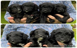 Bordoodle dogs for sale: Quality Miniature Bordoodles  - Image 3