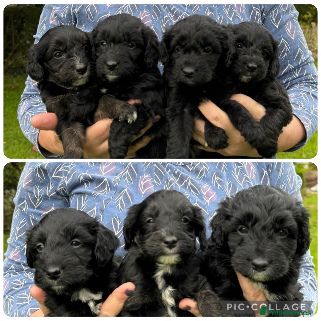 Bordoodle dogs for sale: Quality Miniature Bordoodles  - Image 3