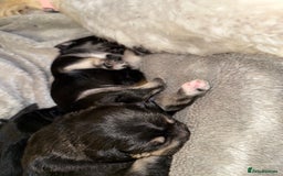 Mixed Breed dogs for sale: Froodle pups  - Image 17