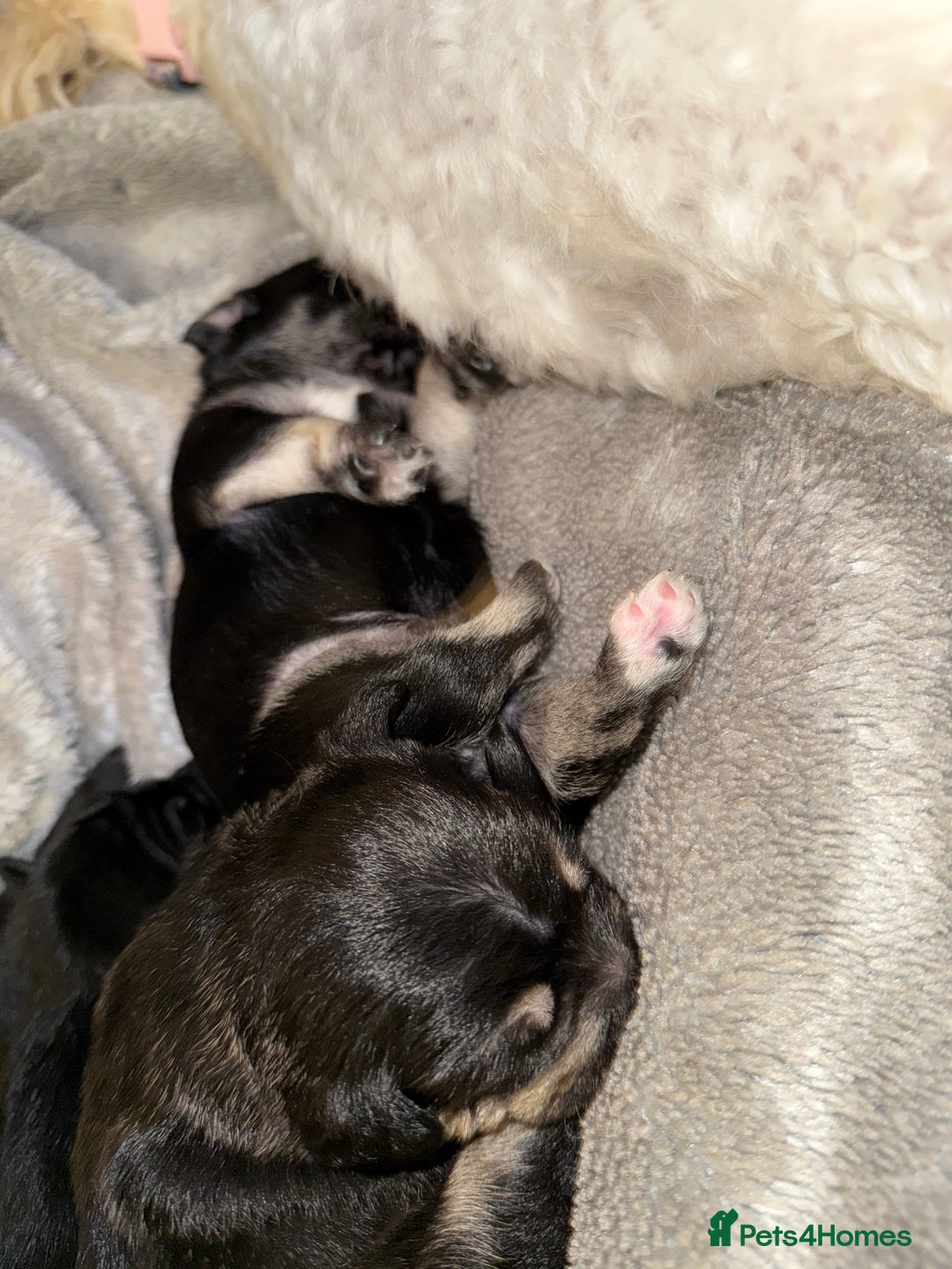 Mixed Breed dogs for sale: Froodle pups  - Image 17