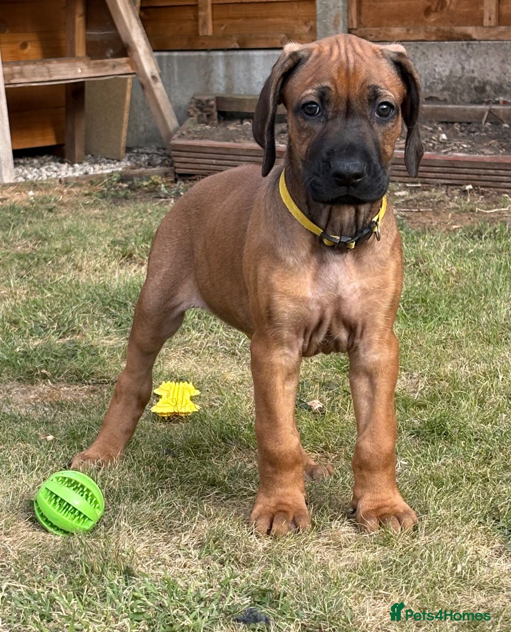 Rhodesian Ridgeback dogs Rhodesian Ridgeback puppies, health tested kc reg - Advert 2