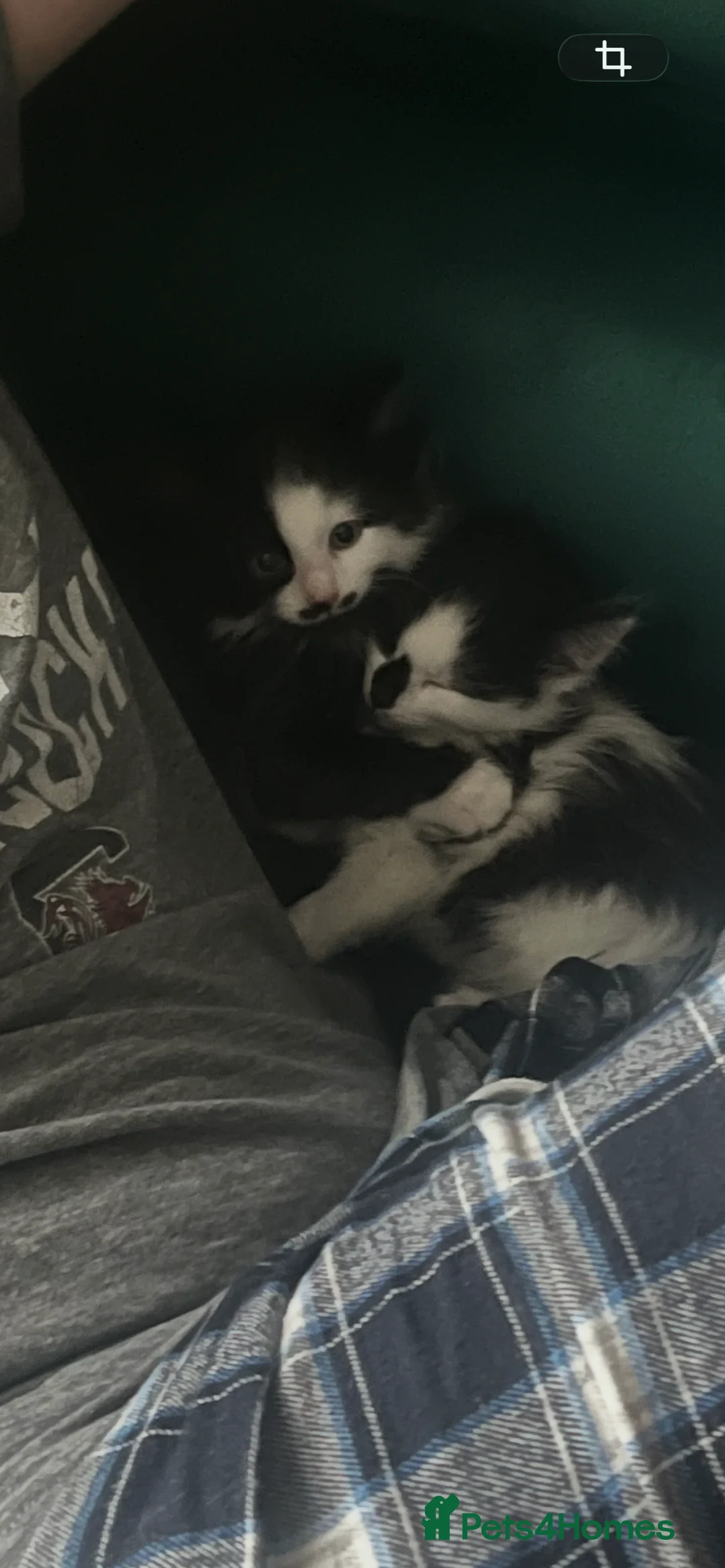 Mixed Breed cats for sale: Mr Moustache 🥸🥰beautiful long haired boy ❤️ - Advert 10