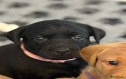 Labrador Retriever dogs for sale: Beautiful KC Registered Labrador Puppies - Image 19