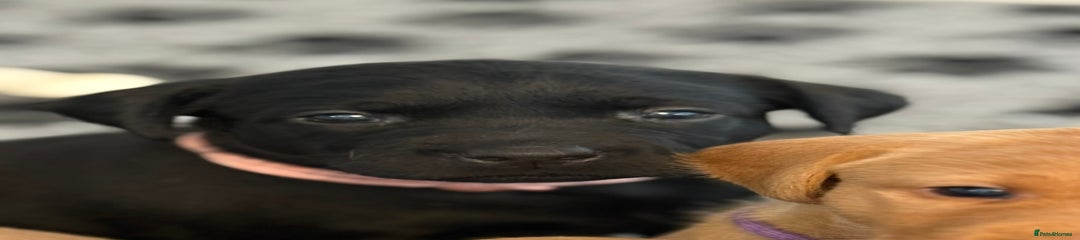 Pink collar