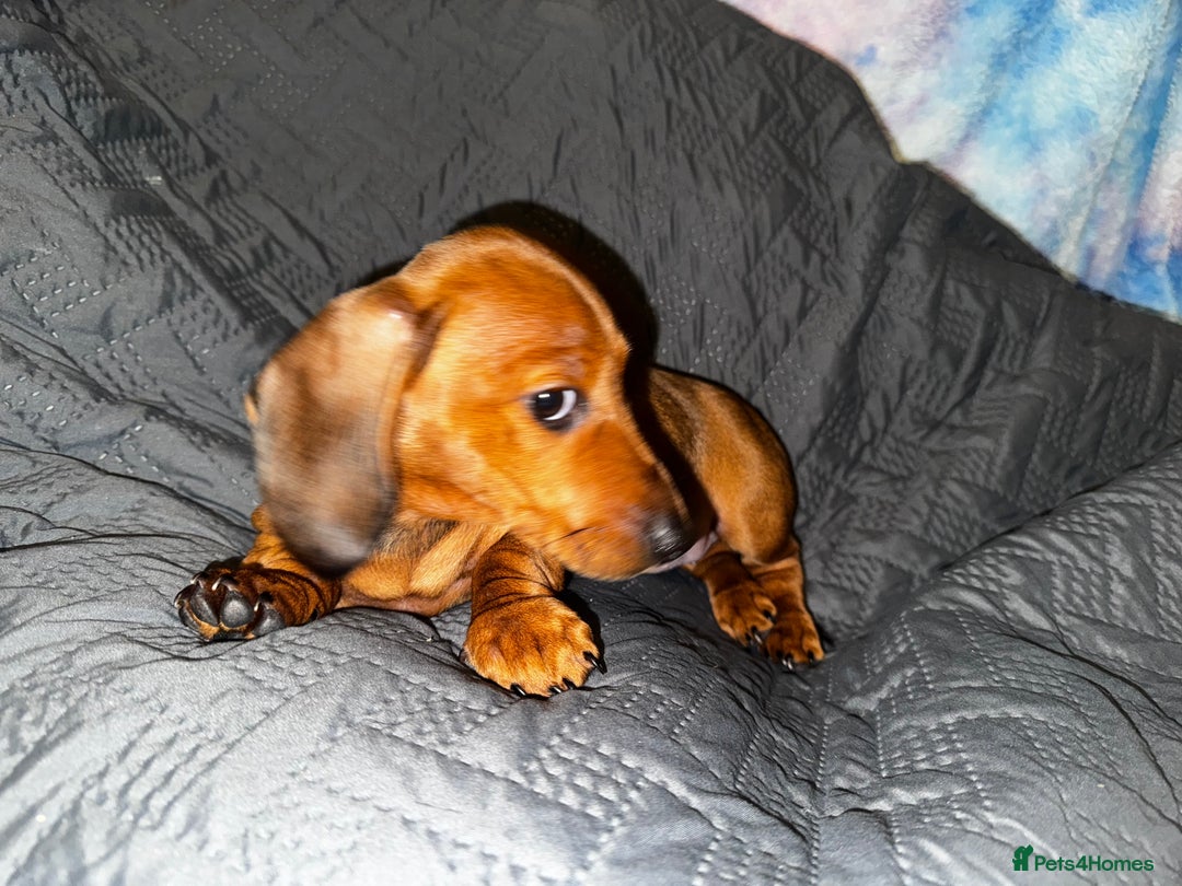 Dachshund dogs for sale: READY NOW - DACHSHUND PUPPIES - Image 5