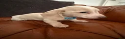 Miniature Dachshund dogs for sale: Beautiful Cream Dachshund Pups 5 ⭐ Licensed  - Advert 15