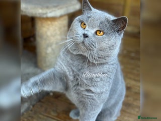 British Shorthair cats World-Class Imported Blue Stud in London - Advert 4