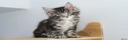 Maine Coon cats for sale: Rare Red Shaded TICA Maine Coon Kittens - Advert 12