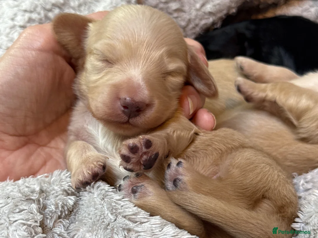 Miniature Dachshund dogs for sale: KC Longhaired Cream Miniature Dachshund Puppies - Advert 40