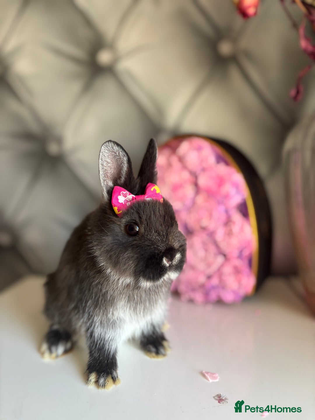 Netherland Dwarf rabbits for sale: 3month old babies Netherland dwarfs 5* homes - Image 16