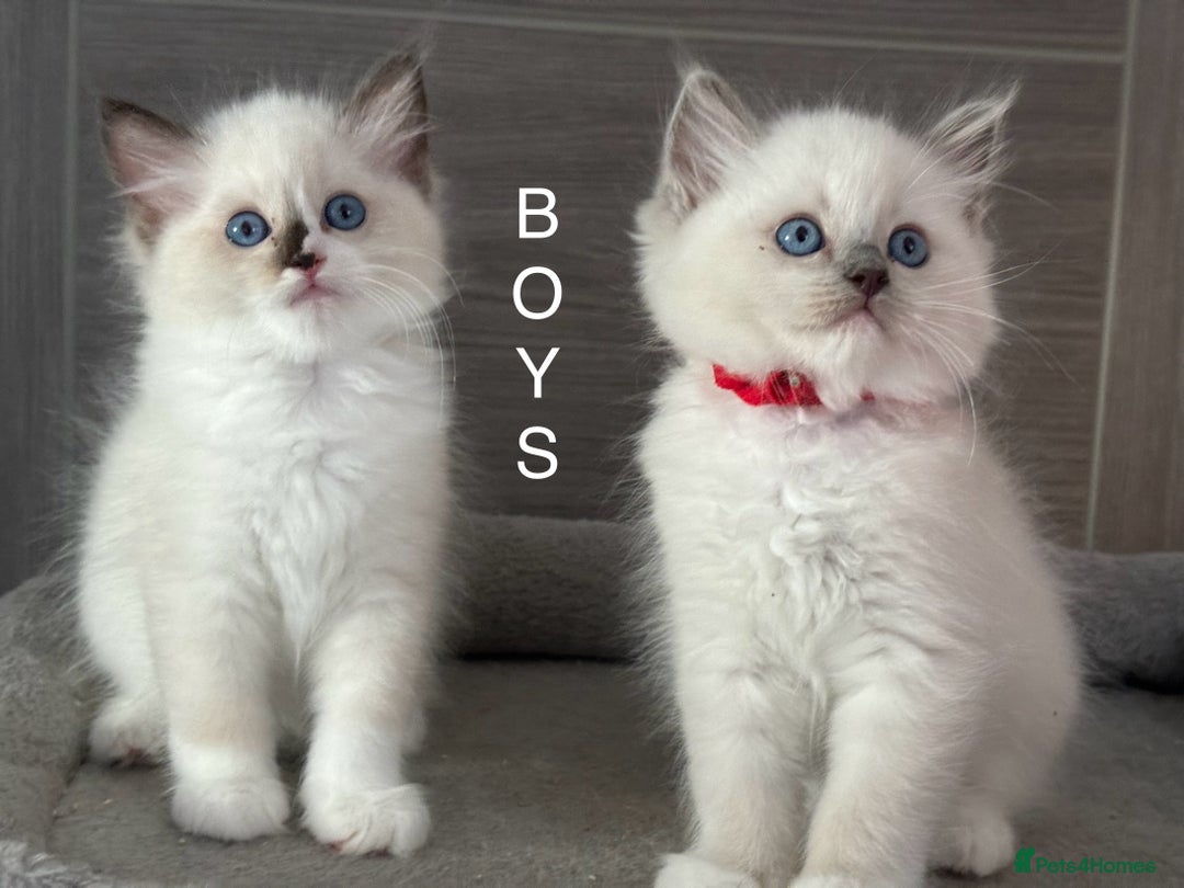 Ragdoll cats for sale: Attention🎈Rare Kitten  - Image 6