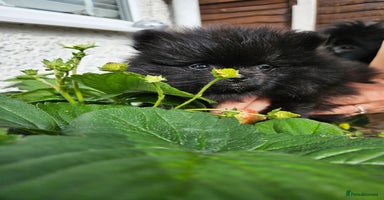 Pomeranian dogs - Advert 10