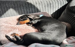 Miniature Dachshund dogs for sale: Black & tan mini dashshand  - Image 4