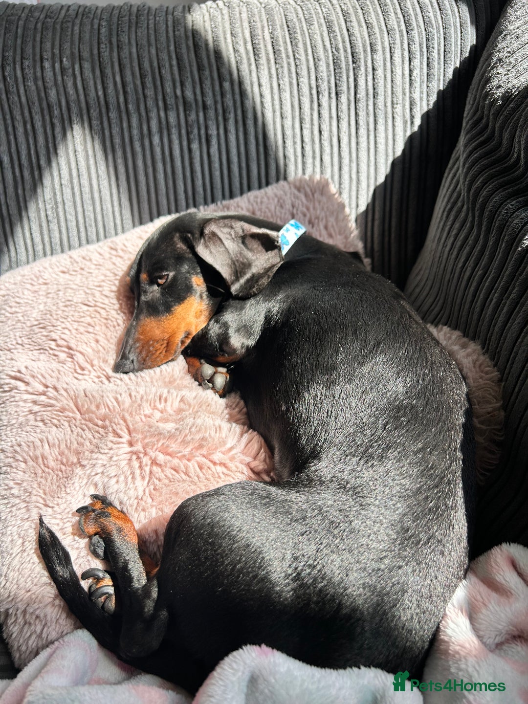 Miniature Dachshund dogs for sale: Black & tan mini dashshand  - Image 4