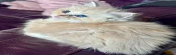 Ragdoll cats for sale: TICA Reg Rare Cherubim Ragdolls - Advert 17