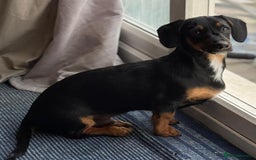 Mixed Breed dogs for sale: 5.5 month old Daxipoo  - Image 1