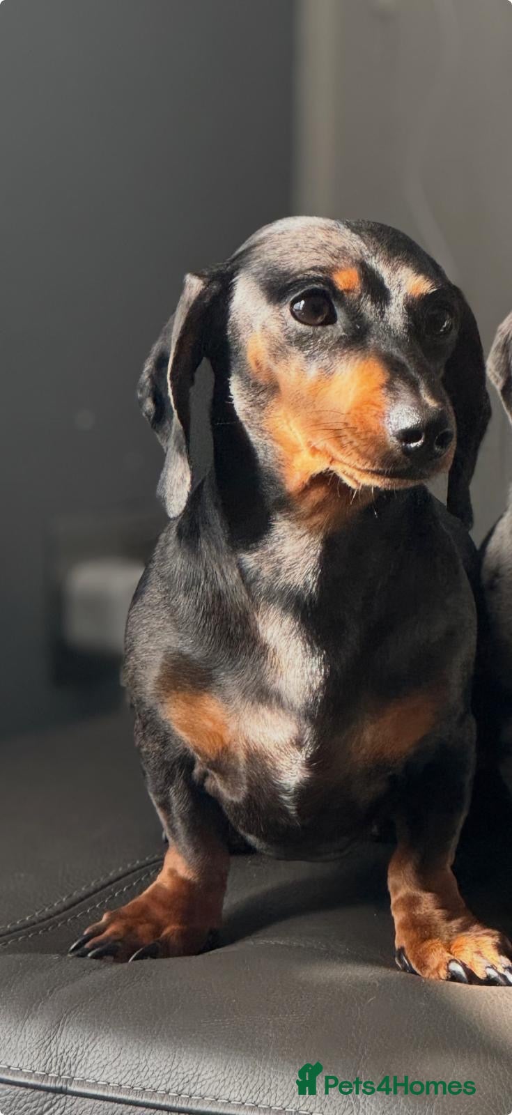 Miniature Dachshund dogs 4 stunning girl miniature dachshunds  - Advert 1