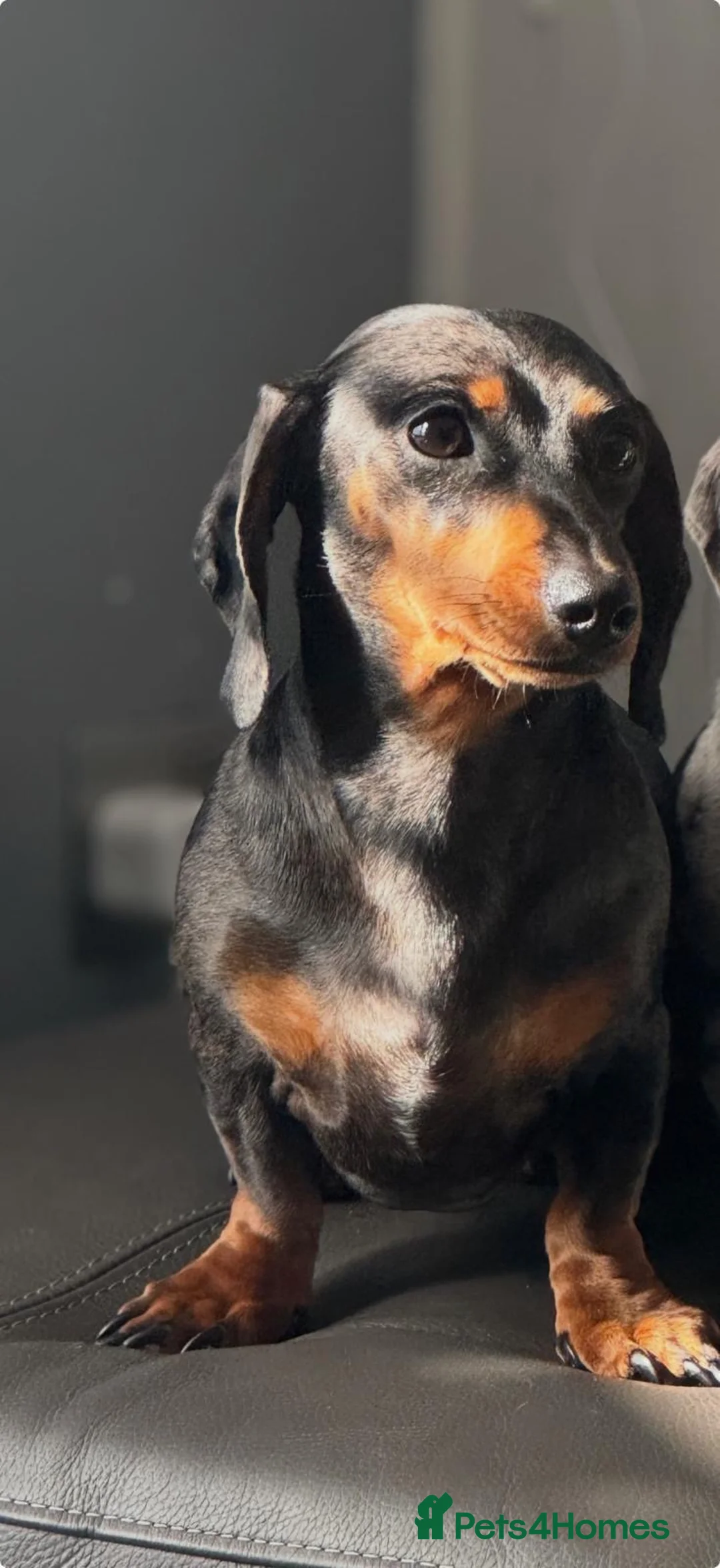 Miniature Dachshund dogs for sale: 4 stunning girl miniature dachshunds  - Advert 1