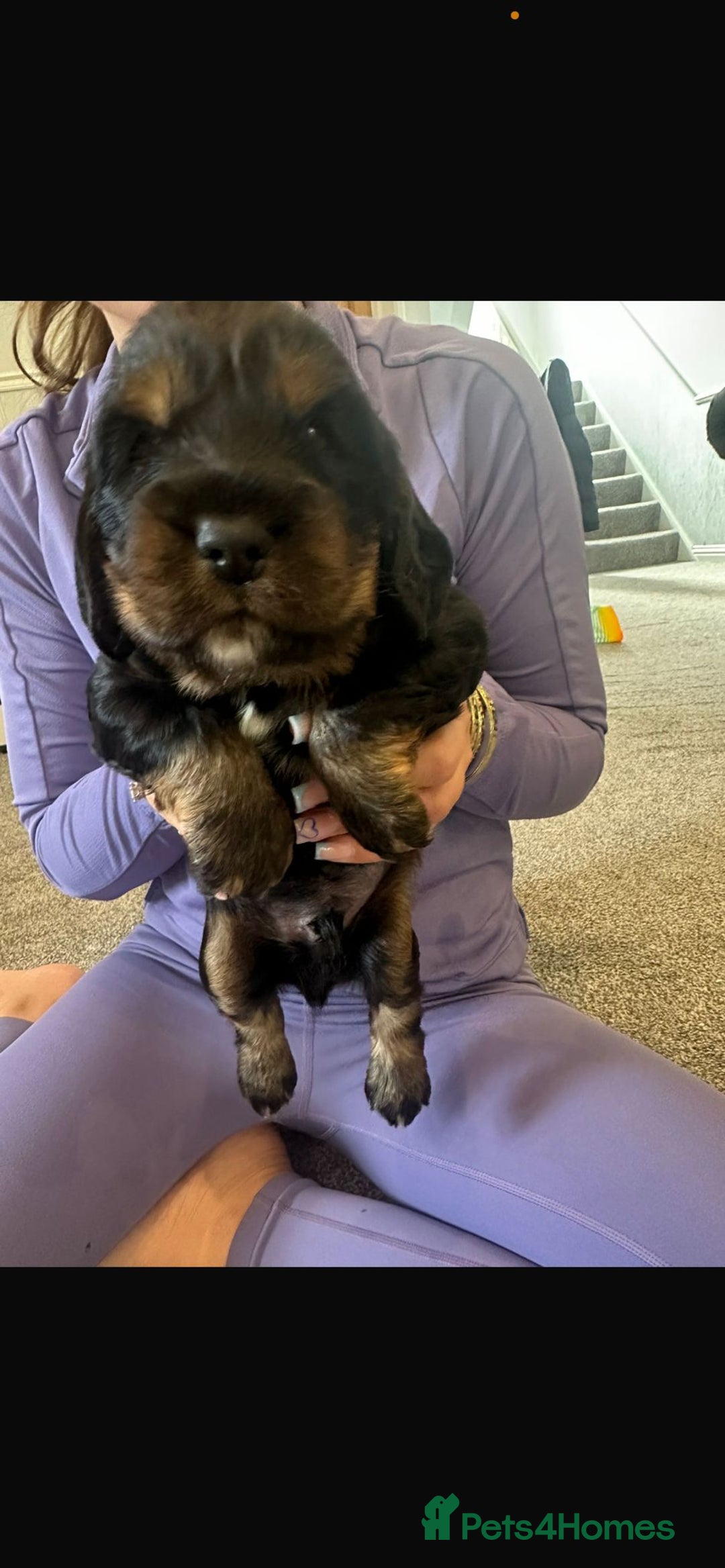 Cocker Spaniel dogs for sale: 2 boy cocker spaniel puppies  - Image 1
