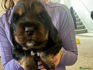 Cocker Spaniel dogs - Advert 26