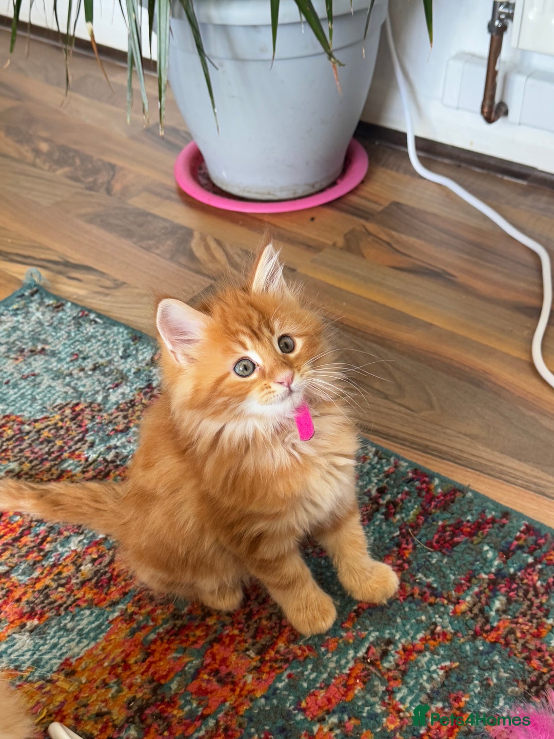 Maine Coon cats for sale: Cross Maine coon for sale  - Image 6