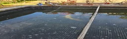 Koi Carp fish for sale: KioCarp  in Corby - Advert 6