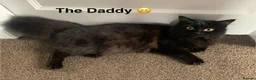 Turkish Angora cats for sale: Dark chocolate Female Long haired Turkish Angora - Advert 9