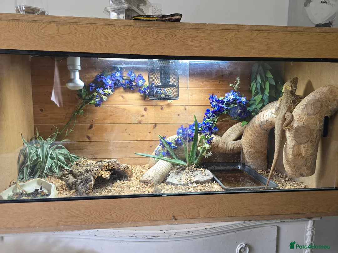 Bearded Dragon reptiles for sale: Bearded dragon  - Advert 7