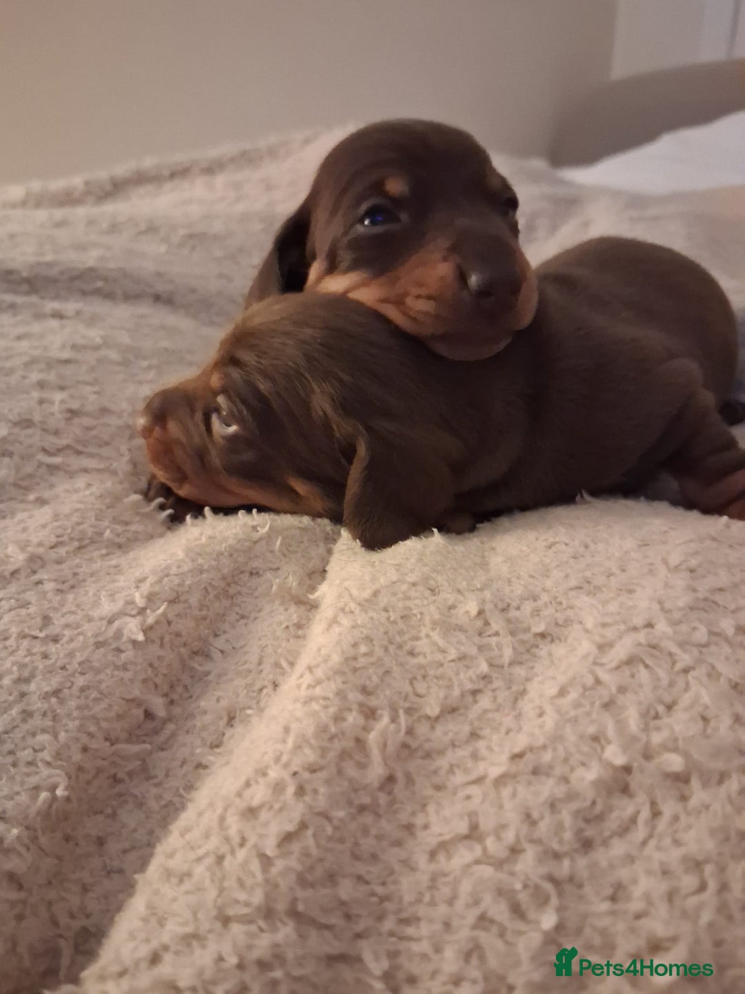 Miniature Dachshund dogs for sale: Miniature dachshund  - Advert 7