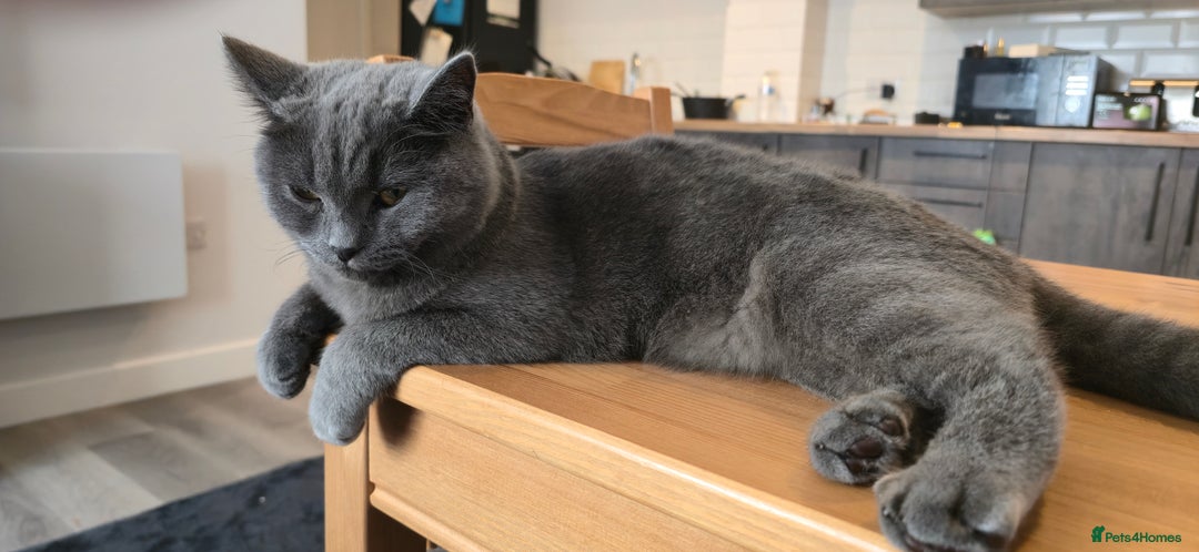 British Shorthair cats for sale: Grey British Shorthair - Image 2