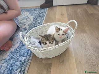 Mixed Breed cats Kittens - Advert 6