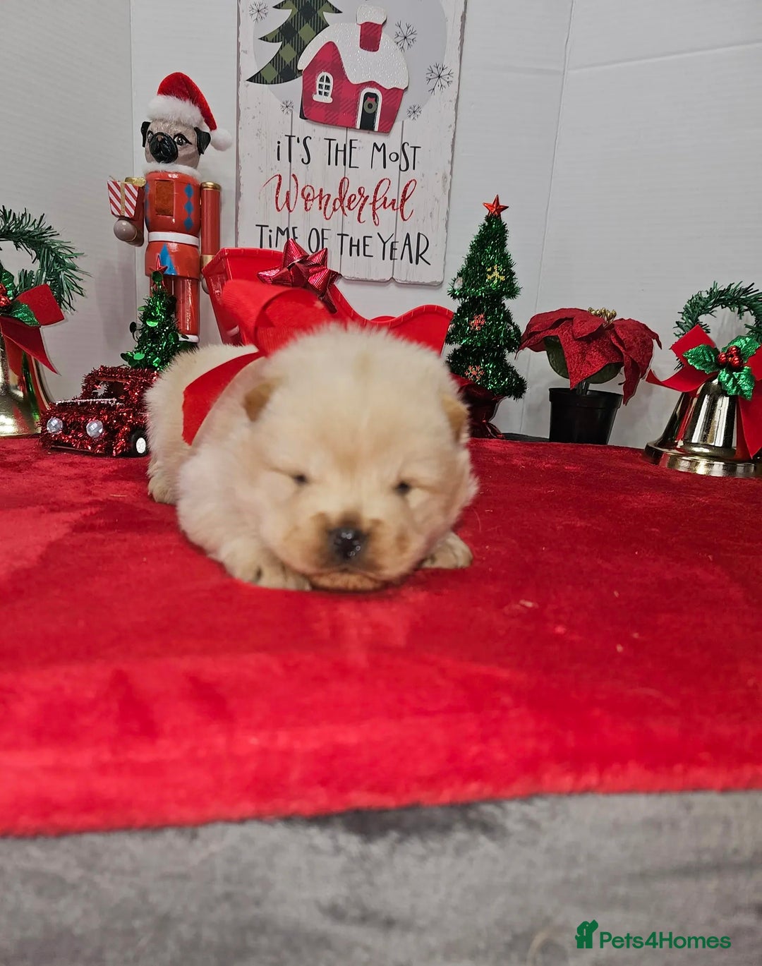 Chow Chow dogs for sale:  **  Litter of  Chow Chow Puppies - Advert 11