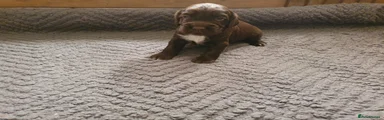 Cocker Spaniel 4