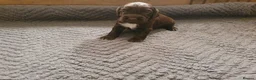 Cocker Spaniel dogs for sale: KC registered working Cocker Spaniels  in Hereford - Advert 12