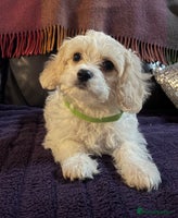 Cavachon dogs Cute Cavachon puppies - Advert 2