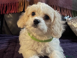 Cavachon dogs Cute Cavachon puppies - Advert 5