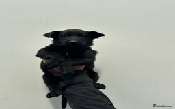 Belgian Shepherd Dog dogs for sale: Belgian Malinois Puppies For Sale  - Image 19