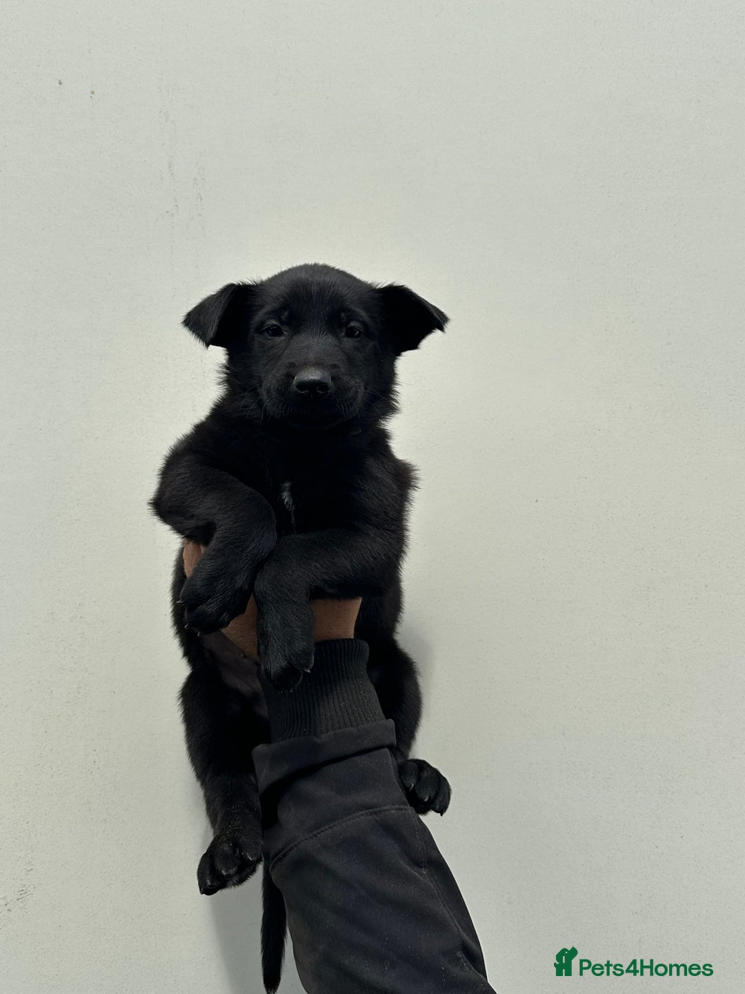 Belgian Shepherd Dog dogs for sale: Belgian Malinois Puppies For Sale  - Image 19