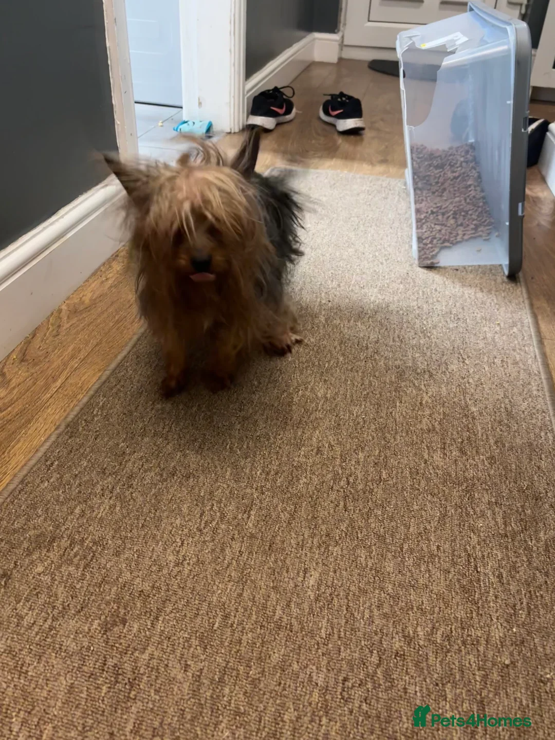 Yorkshire Terrier dogs for sale: Male miniature Yorkshire terrier (JUNIOR)  - Advert 3